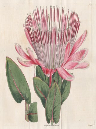 Item #3432 Protea Latifolia - Rayed-Flowered Protea. Francis Sansom after Sydenham Edwards,...