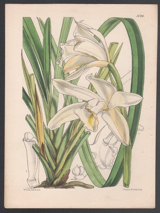 Item #3438 Cymbidium Eburneum (Orchid). Walter Hood Fitch