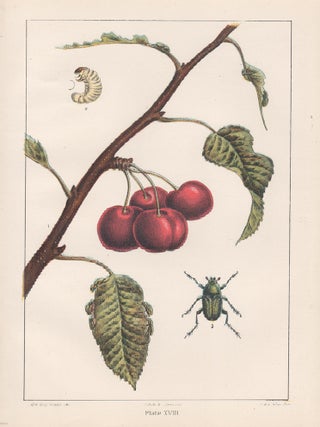 Item #3488 The 'Cherry Green Beetle' (Diphucephala Colaspidoides. Gyll). PA Ashley after Charles...
