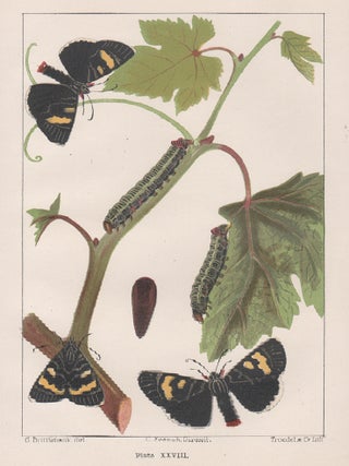 Item #3490 The 'Vine Moth' (Agarista Glycine - Lewin). Troedel, Co after Charles Clifton Brittlebank