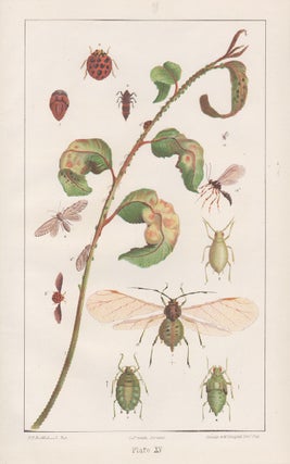Item #3497 'Green Peach Aphis' (Myzus?). After Charles Clifton Brittlebank