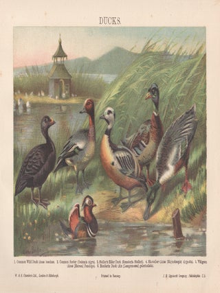 Item #3501 Ducks. Anon
