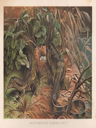 Item #3542 Water Monitors Robbing a Nest. Anon
