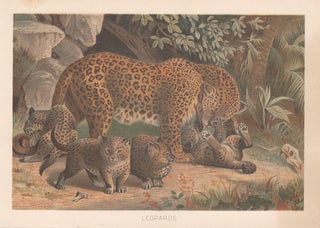 Item #3543 Leopards. Anon