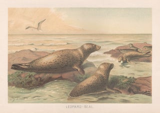 Item #3547 Leopard Seal. After Reverend Pierre Jacques Smit, 1863–1960