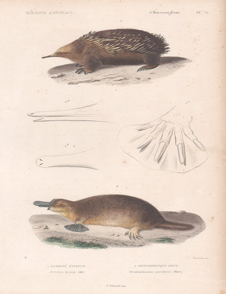 Item #3556 1 Echidne epineux 2 Ornithorinque roux (Echidna and Platypus). Fournier, engraver.