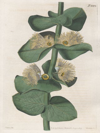 Eucalyptus Pulverulenta - Heart-Leaved Eucalyptus. Weddell after J. Curtis.