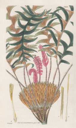 Item #3560 Dryandra Nervosa - Nerve-Leaved Dryandra (now Banksia Alliacea). After William Jackson...