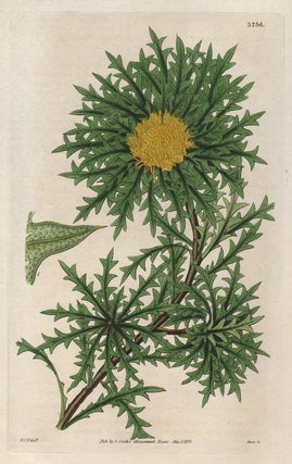 Item #3562 Dryandra Armata - Sharp-Pointed Dryandra (now Banksia Armata / Prickly Banksia). Swan...