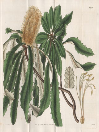 Item #3564 Banksia Integrifolia - Entire-Leaved Banksia. Swan after William Jackson Hooker