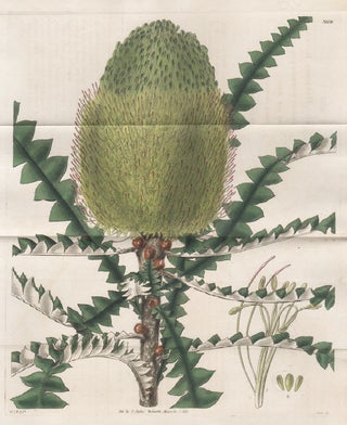 Item #3565 Banksia speciosa - Handsome or Showy Banksia. Swan after William Jackson Hooker