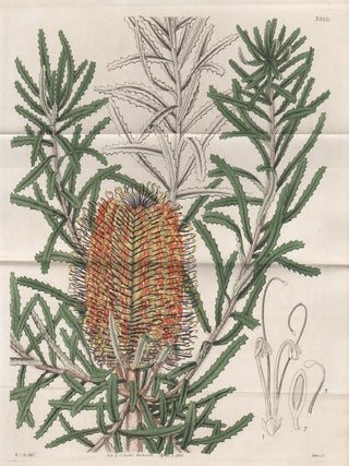 Item #3566 Banksia littoralis - Shore Banksia. Swan after William Jackson Hooker