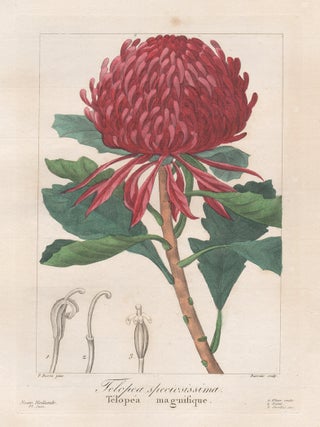 Item #3568 Telopea Speciosissima - Telopea Magnifique (Waratah). Barrois after Pancrace Bessa