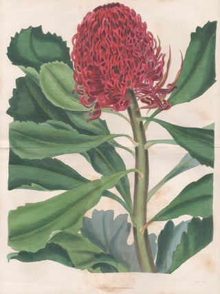 Item #3569 Telopea Speciosissima (Waratah). Joseph Paxton, author