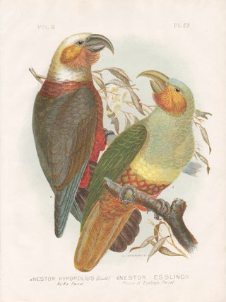 Item #3588 Broinowski - Nestor Hypopolius - Ka Ka Parrot - Nestor Esslingii - Prince of Essling's...