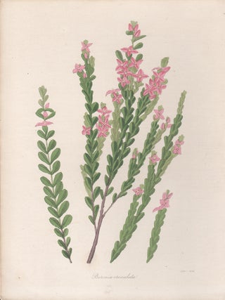 Item #3591 Boronia crenulata. Joseph Paxton, author