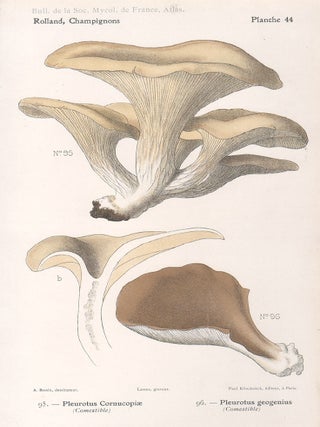 Item #3598 Champignon - Mushroom. Lassus after Aimé Bessin