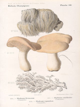 Item #3600 Champignon - Mushroom. Lassus after Aimé Bessin