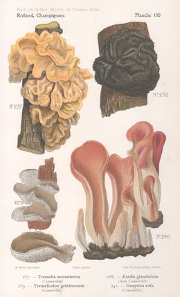 Item #3608 Champignon - Mushroom. Lassus after Aimé Bessin