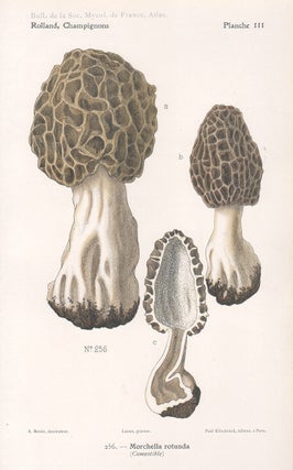 Champignon - Mushroom. Lassus after Aimé Bessin.