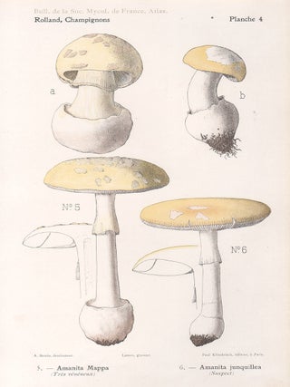 Item #3616 Champignon - Mushroom. Lassus after Aimé Bessin