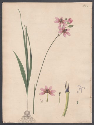 Item #3622 Ixia Columnaris - Columnar-chived Ixia. Henry C. Andrews