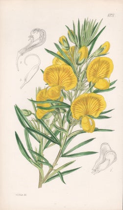 Item #3705 Gompholobium Barbigerum - Fringe-keeled Gompholobium. Walter Hood Fitch