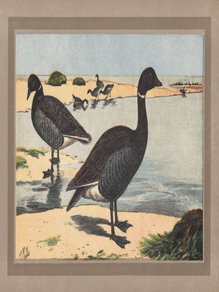 Item #3711 Bernache Cravant (Brent Goose). After P. Mahler