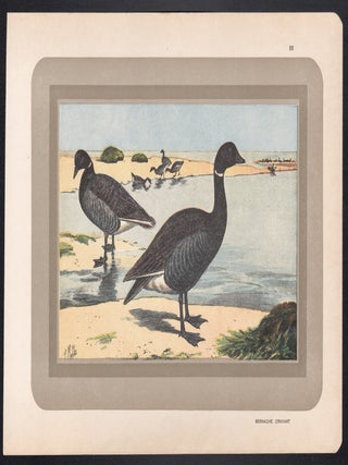 Bernache Cravant (Brent Goose)