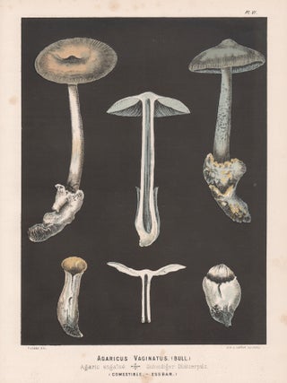 Item #3715 'Agaricus Vaginatus' (grisette or the grisette amanita). H Furrer after Fritz Leuba