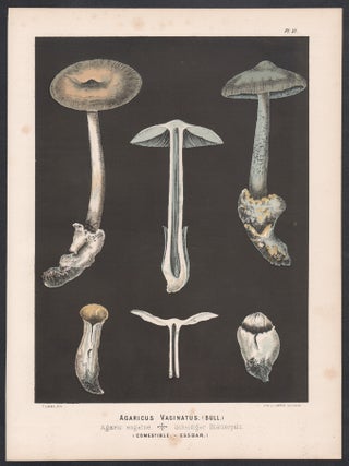 'Agaricus Vaginatus' (grisette or the grisette amanita)