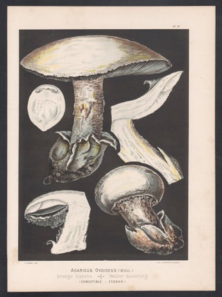 'Agaricus Ovoideus'