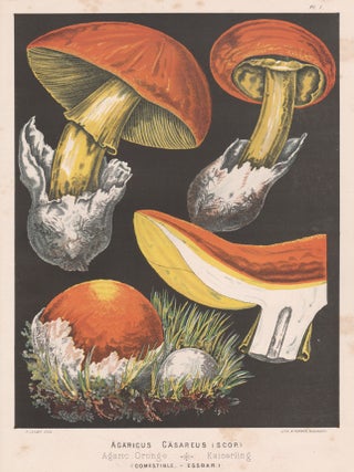 Item #3718 'Agaricus Casareus'. H Furrer after Fritz Leuba