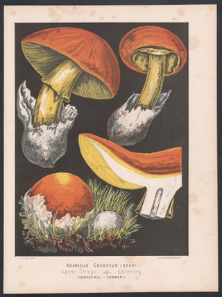 'Agaricus Casareus'