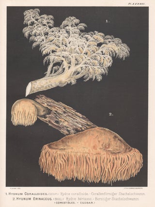 Item #3720 'Hydnum Coralloides'. H Furrer after Fritz Leuba