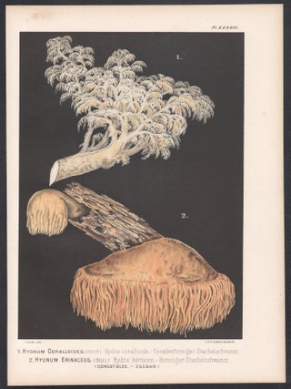 'Hydnum Coralloides'