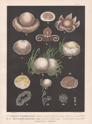 Item #3721 '1-7 Geaster Hygrometricus 8-14 Bovista Nigrescens'. H Furrer after Fritz Leuba