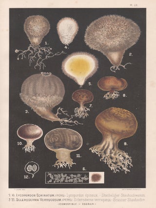 Item #3722 '1-6 Lycoperdon Echinatum 7-11 Scleroderma Verrucosum' (Spiny puffball mushroom and...