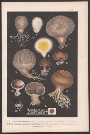 '1-6 Lycoperdon Echinatum 7-11 Scleroderma Verrucosum' (Spiny puffball mushroom and Scaly earth ball)