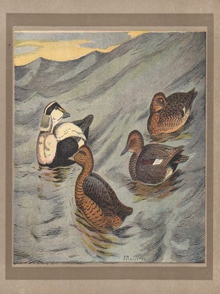 Item #3725 Canard Eider (Eider Duck). After P. Mahler