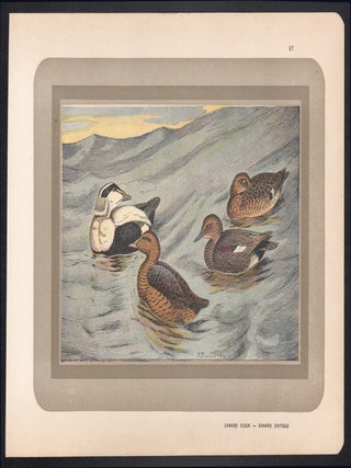 Canard Eider (Eider Duck)