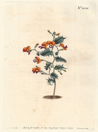Item #373 Chorozema Nanum - Dwarf Chorozema. Francis Sansom after Sydenham Edwards, fl1780s-1815