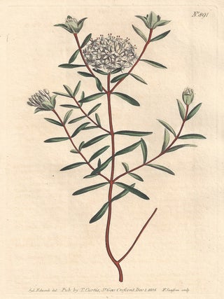 Item #375 Pimelea Linifolia - Flax-Leaved Pimelea. Francis Sansom after Sydenham Edwards,...