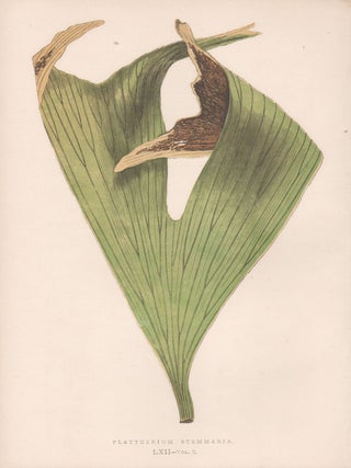Item #3756 Platycerium Stemmaria. Benjamin Fawcett, after Alexander Francis Lydon
