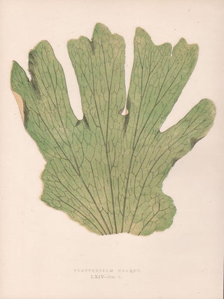 Item #3757 Platycerium Grande. Benjamin Fawcett, after Alexander Francis Lydon
