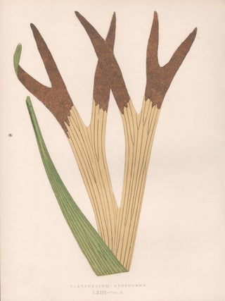 Item #3758 Platycerium Alcicorne. Benjamin Fawcett, after Alexander Francis Lydon