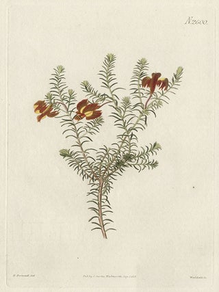 Item #378 Lechenaultia Formosa - Handsome Lechenaultia. H Weddell after H. Barraud