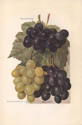 Item #3787 Grapes. After Miss May Rivers