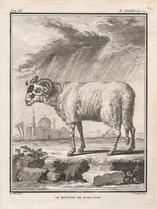 Item #3816 Le Mouton de Barbarie (Barbary Sheep). Bacquoy after Jacques de Seve, fl