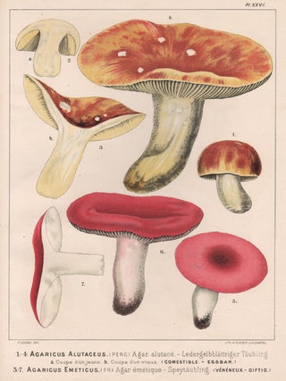 Item #3826 '1-4 Agaricus Alutaceus 5-7 Agaricus Emeticus'. H Furrer after Fritz Leuba